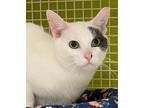 Adopt Felipe a White (Mostly) Domestic Shorthair / Mixed (short coat) cat in