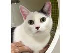 Adopt Blanquita a White (Mostly) Domestic Shorthair / Mixed (short coat) cat in