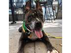 Adopt Rocky a Brindle - with White American Pit Bull Terrier / Mixed dog in