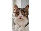 Adopt Amanda a Domestic Mediumhair / Mixed cat in Rockville, MD (31141454)
