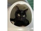 Adopt Tonto a All Black Domestic Shorthair / Mixed (short coat) cat in Seal
