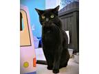 Adopt Princess Dot a All Black Domestic Shorthair / Mixed (short coat) cat in