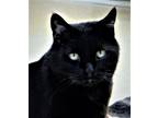 Adopt Louie a All Black Domestic Shorthair / Mixed (short coat) cat in Seal