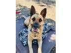 Adopt Elvis a Shepherd (Unknown Type) / Mixed dog in Seal Beach, CA (29546990)