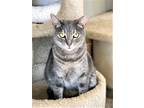 Adopt Oshkosh a Gray, Blue or Silver Tabby Domestic Shorthair / Mixed (short