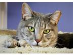 Adopt Osaka a Gray, Blue or Silver Tabby Domestic Shorthair / Mixed (short coat)