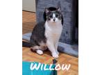 Adopt Willow and Moka a Gray or Blue (Mostly) Domestic Shorthair / Mixed (short