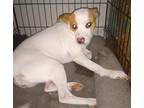 Adopt Ravioli a White - with Tan, Yellow or Fawn Jack Russell Terrier / Terrier