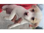 Adopt Bambi a White Rat Terrier / Terrier (Unknown Type, Medium) / Mixed dog in