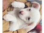 Adopt Dexter a White Rat Terrier / Terrier (Unknown Type