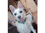 Adopt Wayne a White Wirehaired Fox Terrier / Terrier (Unknown Type