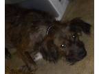 Adopt Bean a Brown/Chocolate - with Black Terrier (Unknown Type