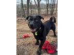 Adopt Deacon a Black - with White Pit Bull Terrier / Dachshund / Mixed dog in