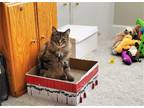 Adopt Pesto a Brown Tabby Domestic Longhair / Mixed (long coat) cat in