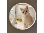 Adopt Bumble a Tan or Fawn Domestic Shorthair / Mixed (short coat) cat in