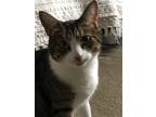 Adopt Amira a Brown Tabby Domestic Shorthair / Mixed (short coat) cat in