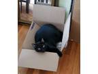 Adopt Stoli a All Black Domestic Shorthair / Mixed (short coat) cat in