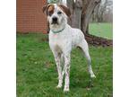 Adopt Dalton a Hound (Unknown Type) / Mixed dog in Troy, OH (37724611)