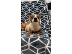 Adopt Pina a Dachshund / Mixed dog in Weston, FL (32067476)
