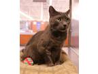 Adopt Rocky a Gray or Blue Domestic Shorthair / Mixed cat in Salem