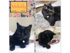 Adopt Melody a All Black Domestic Shorthair / Mixed (short coat) cat in Bronx