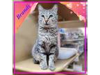 Adopt Brandi a Gray, Blue or Silver Tabby Domestic Shorthair / Mixed (short