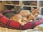 Adopt Pumpkin and Kiwi a Orange or Red (Mostly) Domestic Shorthair / Mixed