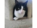 Adopt Van Dam a Black & White or Tuxedo Domestic Mediumhair / Mixed (medium