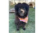 Adopt Luna (Chow) a Black Chow Chow / Mixed dog in Ventura, CA (37788728)