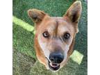 Adopt Red a Brown/Chocolate - with White Shepherd (Unknown Type) / Mixed dog in