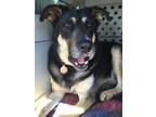 Adopt Buddy (GS) a Black - with Tan, Yellow or Fawn German Shepherd Dog / Mixed