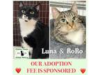 Adopt Luna and Andromeda a Brown Tabby Domestic Shorthair / Mixed (short coat)