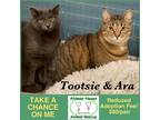 Adopt Tootsie & Ara a Gray, Blue or Silver Tabby Domestic Shorthair / Mixed