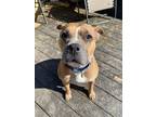 Adopt Portugal a Tan/Yellow/Fawn - with White Pit Bull Terrier / Mixed dog in