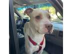Adopt Mia - Courtesy Post a White - with Tan, Yellow or Fawn Pit Bull Terrier /