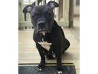 Adopt Rubia a Black Pit Bull Terrier / Mixed dog in Dallas, GA (24828980)