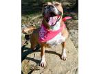 Adopt Tonya a Brown/Chocolate - with White Pit Bull Terrier / Boxer / Mixed dog