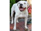 Adopt Zeth a White Pit Bull Terrier / Mixed dog in Dallas, GA (21601633)