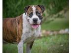 Adopt Rocky a Boxer / Mixed dog in Des Moines, IA (37767830)