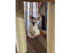 Adopt Cayenne (Texas Only) a Domestic Shorthair / Mixed cat in Des Moines