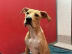 Adopt ROCKY* a Carolina Dog, Pit Bull Terrier