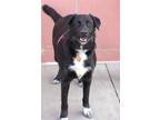 Adopt Sylvie a Black - with White Border Collie / Mixed dog in CARISLE