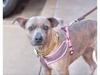 Adopt Brownie a Gray/Blue/Silver/Salt & Pepper Terrier (Unknown Type