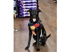 Adopt Echo a Black Labrador Retriever / Mixed dog in CARISLE, PA (37561362)