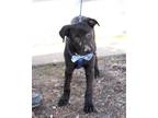 Adopt Rex a Black Labrador Retriever / Mixed dog in CARISLE, PA (37561365)
