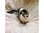 Adopt LOBELIA a White (Mostly) British Shorthair / Mixed (short coat) cat in