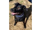 Adopt MAX a Black Labrador Retriever / Mixed dog in CARISLE, PA (37356408)