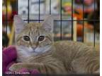 Adopt BOWIE a Orange or Red (Mostly) American Shorthair / Mixed (short coat) cat