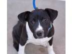 Adopt KIRA a Black - with White Great Dane / Terrier (Unknown Type
