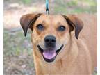 Adopt Zena a Tan/Yellow/Fawn Labrador Retriever / Mixed dog in Branford